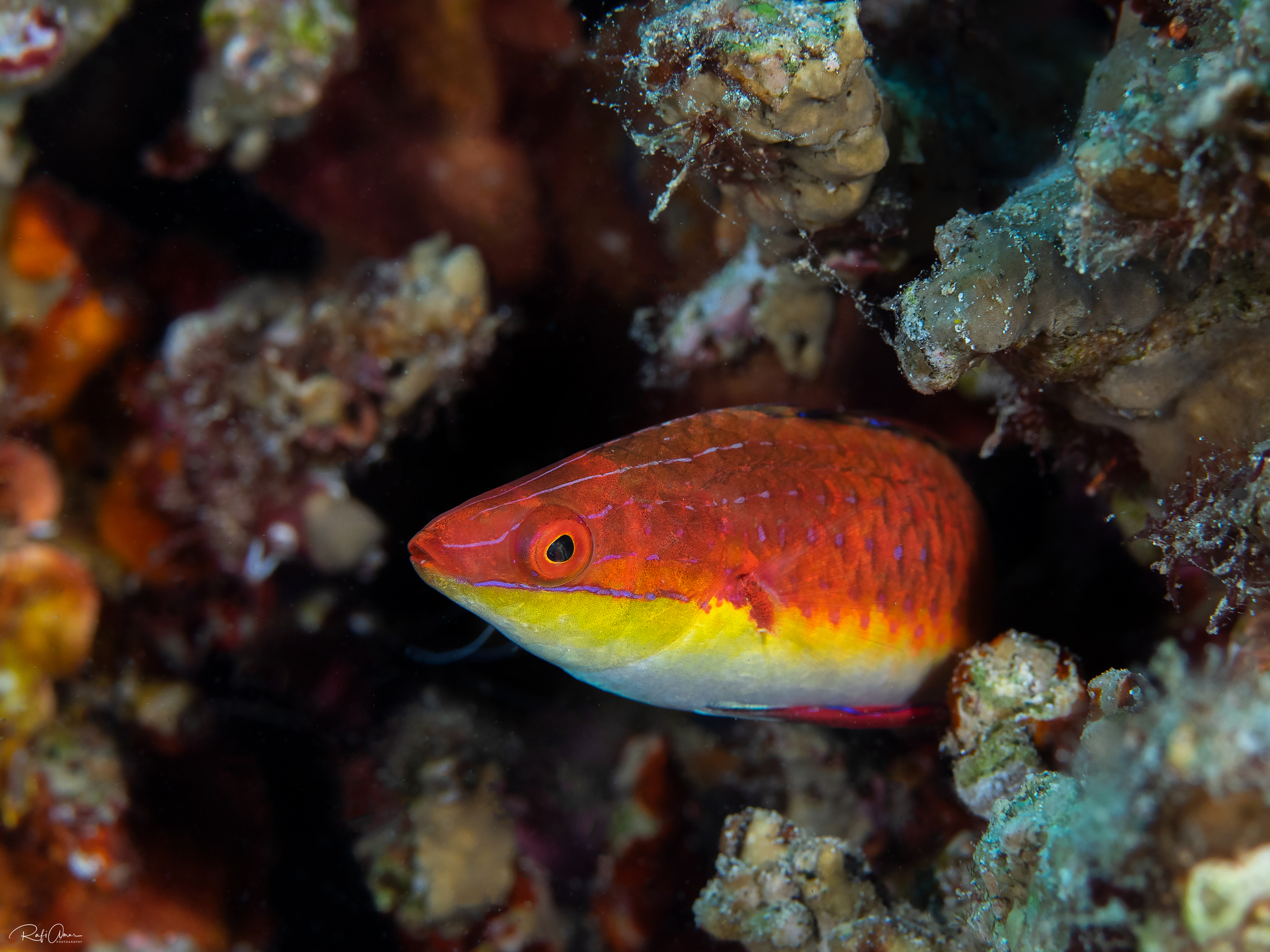 ภาพ ปลานกขุนทองนางฟ้าท้องแดง (Cirrhilabrus rubriventralis)