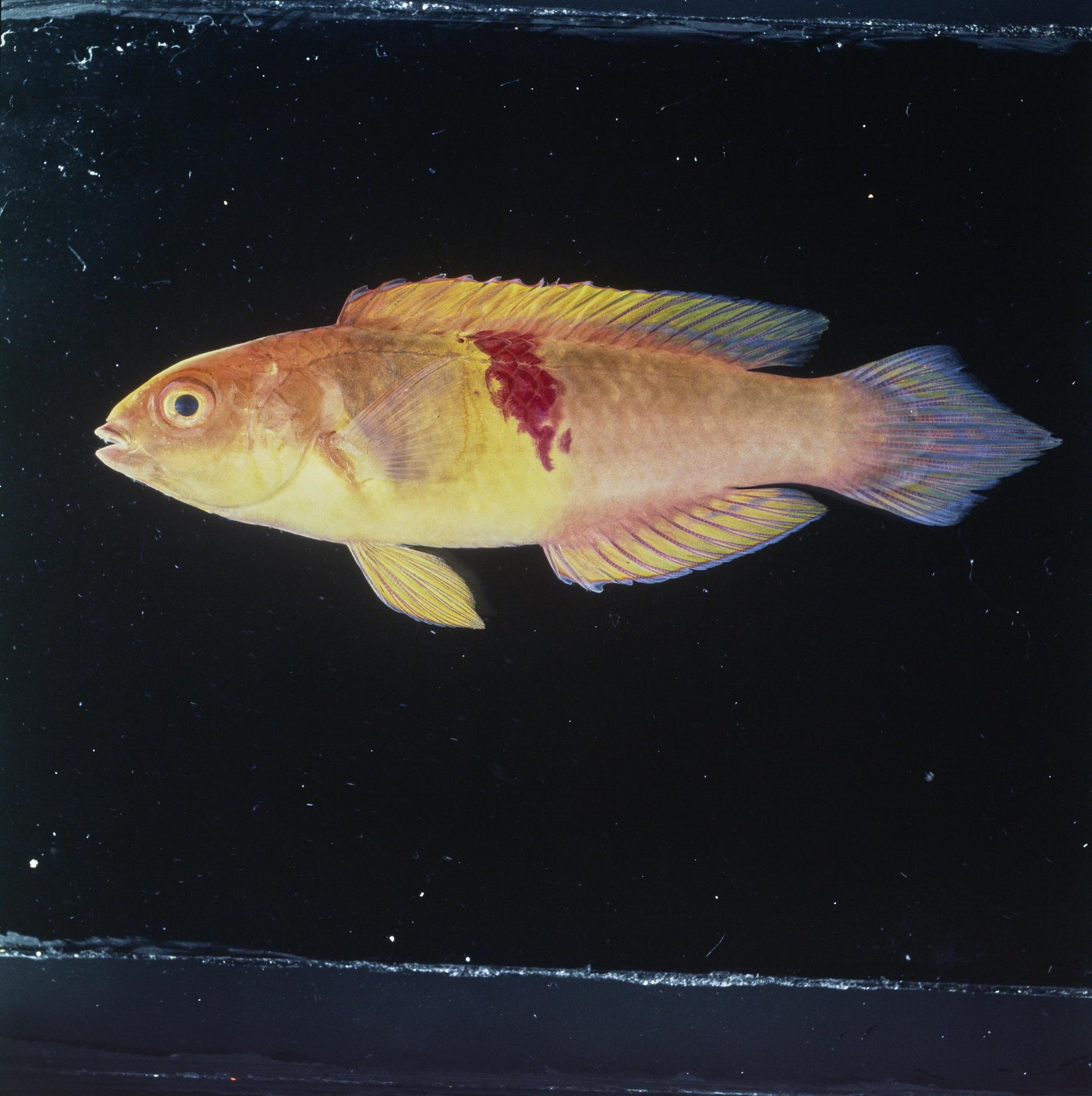 ภาพ ปลานกขุนทองนางฟ้าแดงลายด่างนางฟ้า (Cirrhilabrus sanguineus)