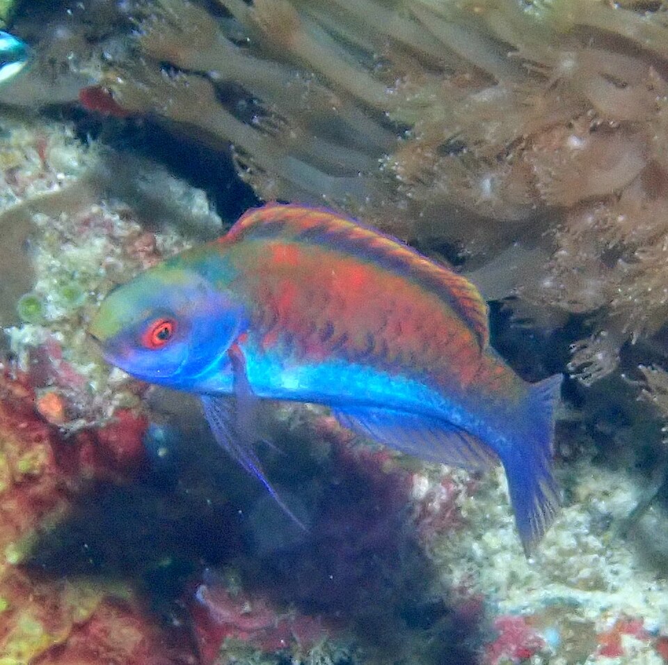 ภาพ ปลานกขุนทองนางฟ้าแดง (Cirrhilabrus solorensis)