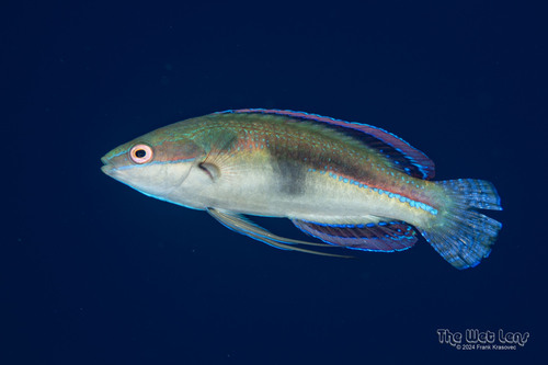 ภาพ ปลานกขุนทองนางฟ้า temminckii (Cirrhilabrus temminckii)