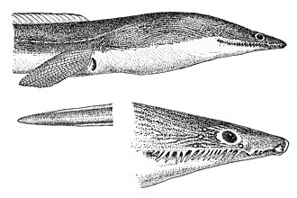 ภาพ ปลา chinensis (Cirrhimuraena chinensis)
