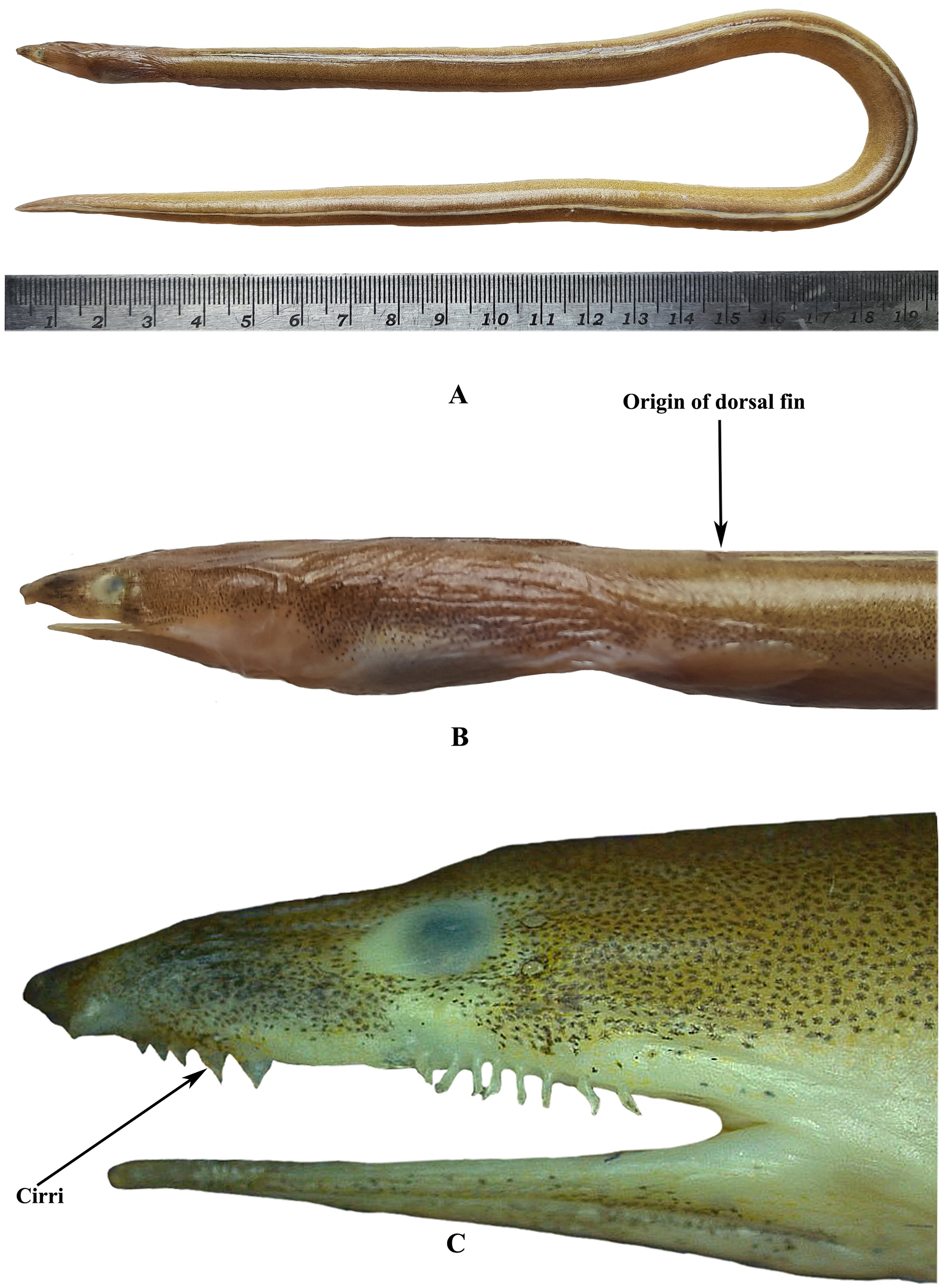 ภาพ ปลา odishaensis (Cirrhimuraena odishaensis)