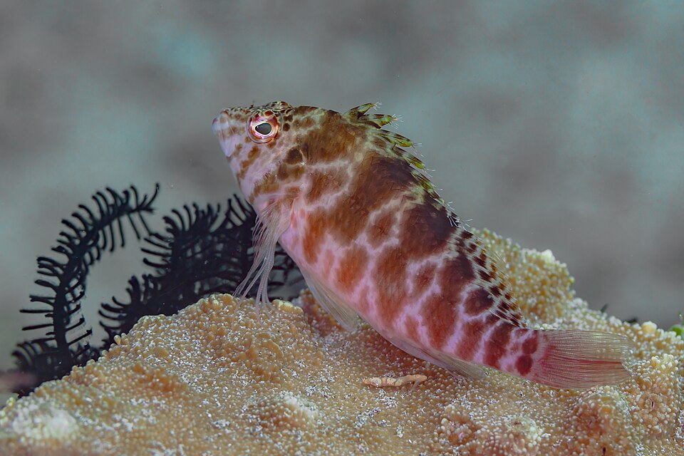 ภาพ ปลาปากเหยี่ยวลายขีด (Cirrhitichthys aprinus)