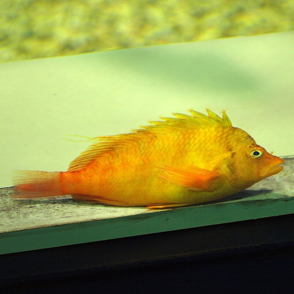 ภาพ ปลากะพงเหลืองครีบเส้น (Cirrhitichthys aureus)