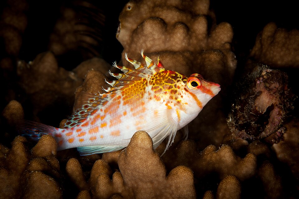 ภาพ ปลาเหยี่ยวปะการัง (Cirrhitichthys falco)