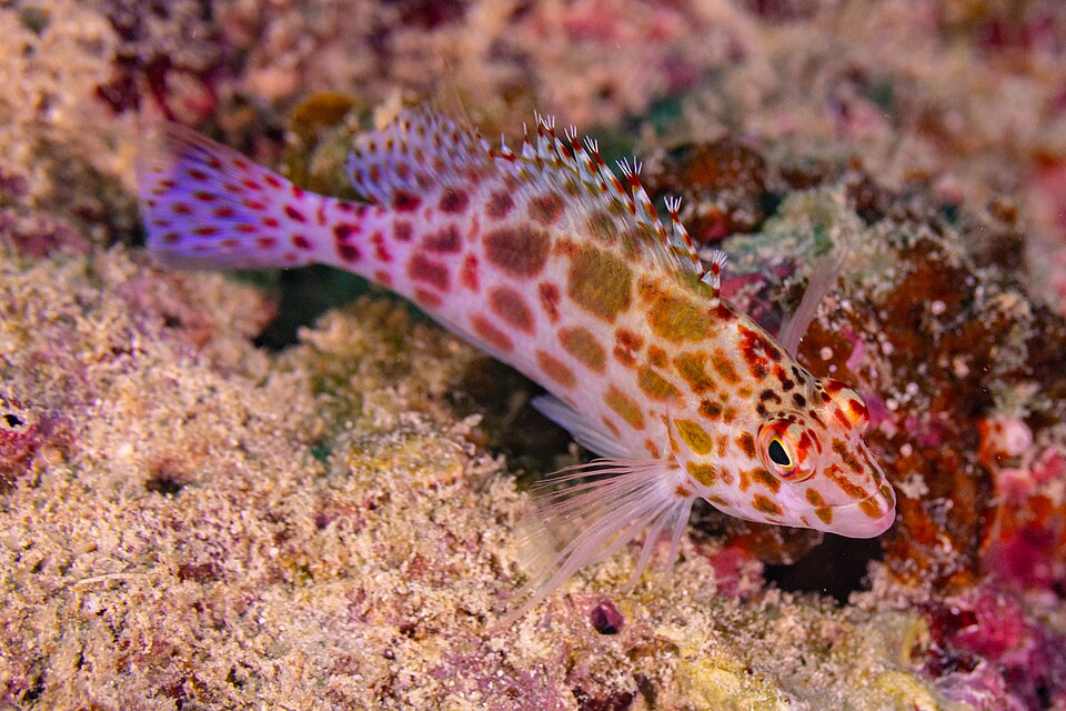 ภาพ ปลาปากเหยี่ยวลายดวง (Cirrhitichthys oxycephalus)
