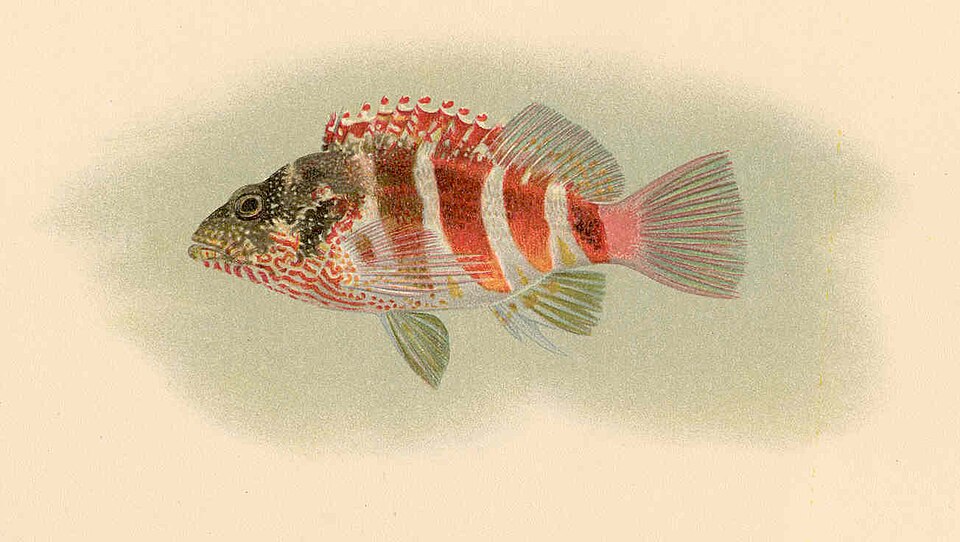ภาพ ปลาเหยี่ยว fasciatus (Cirrhitops fasciatus)