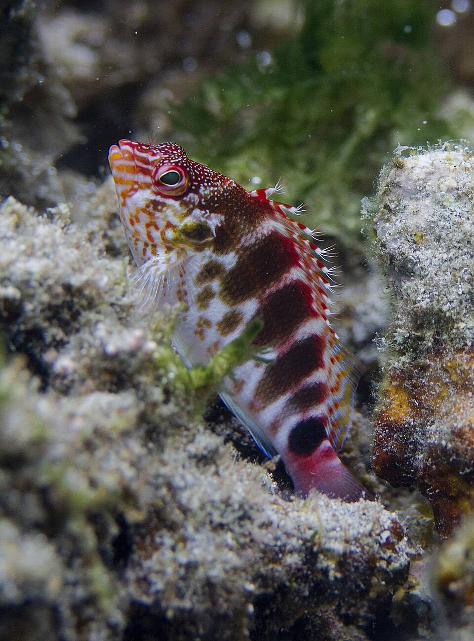 ภาพ ปลาเหยี่ยว mascarenensis (Cirrhitops mascarenensis)