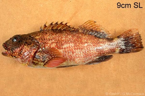 ภาพ ปลาเหยี่ยว albopunctatus (Cirrhitus albopunctatus)