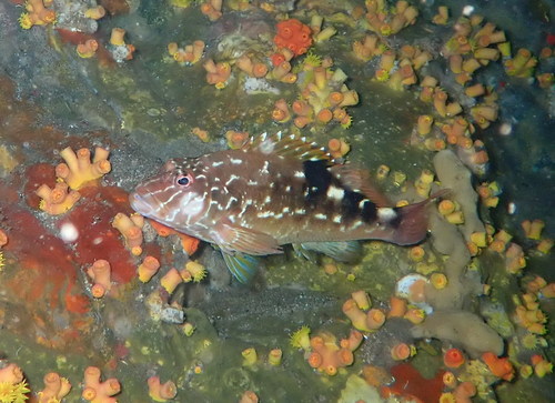 ภาพ ปลาเหยี่ยวแอฟริกา (Cirrhitus atlanticus)