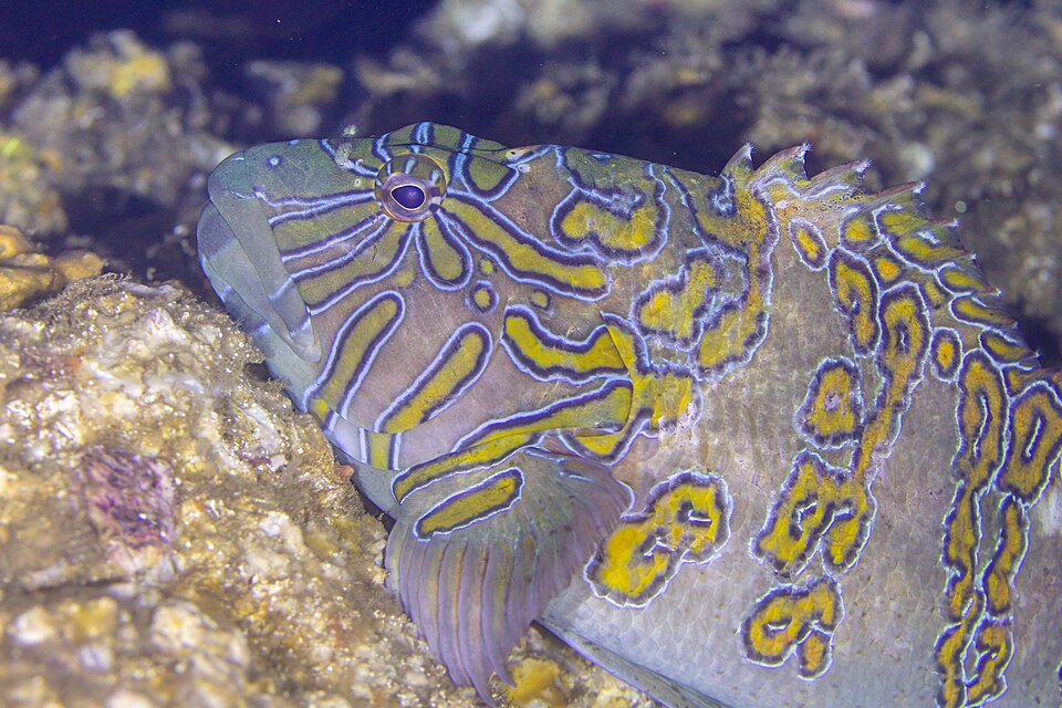 ภาพ ปลาเหยี่ยวยักษ์ (Cirrhitus rivulatus)