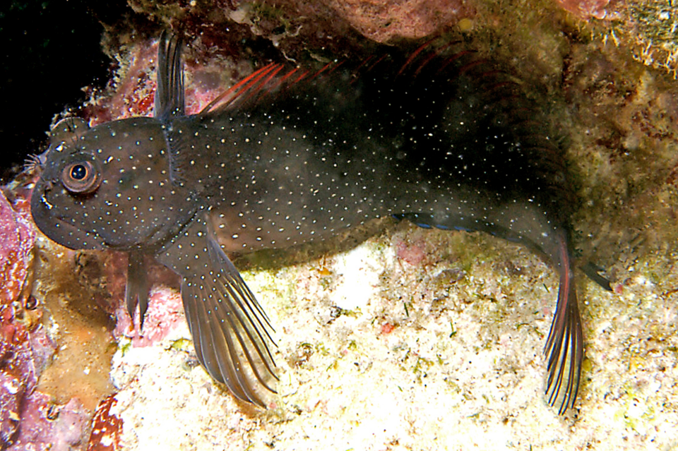 ภาพ ปลาตั๊กแตนหินขาวลายจุดตั๊กแตนหิน (Cirripectes alboapicalis)