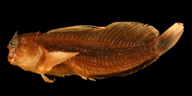 ภาพ ปลาตั๊กแตนหินตั๊กแตนหิน (Cirripectes alleni)