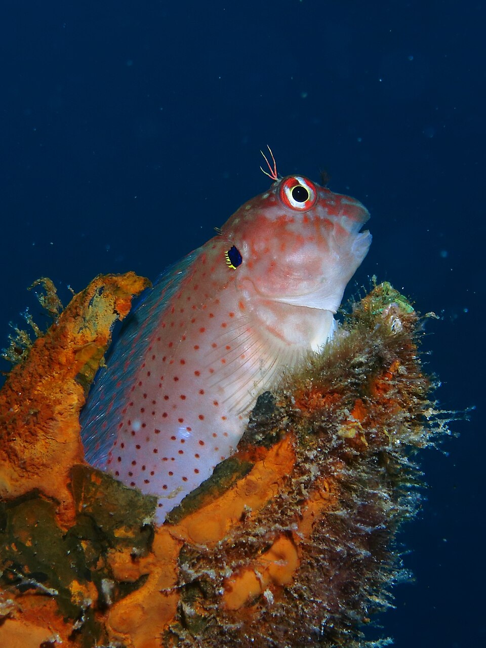 ภาพ ปลาตั๊กแตนหินตั๊กแตนหิน (Cirripectes auritus)