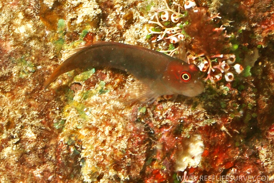 ภาพ ปลาตั๊กแตนหินตั๊กแตนหิน (Cirripectes filamentosus)