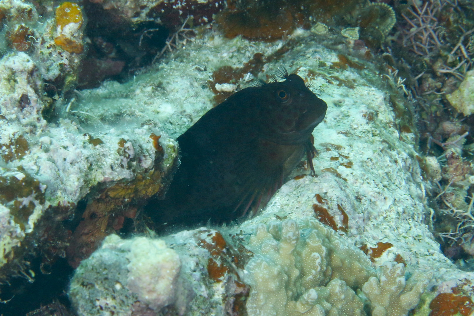 ภาพ ปลาตั๊กแตนหินคล้ำลายจุดตั๊กแตนหิน (Cirripectes fuscoguttatus)