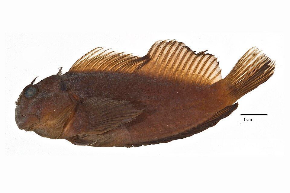ภาพ ปลาตั๊กแตนหินตั๊กแตนหิน (Cirripectes gilberti)