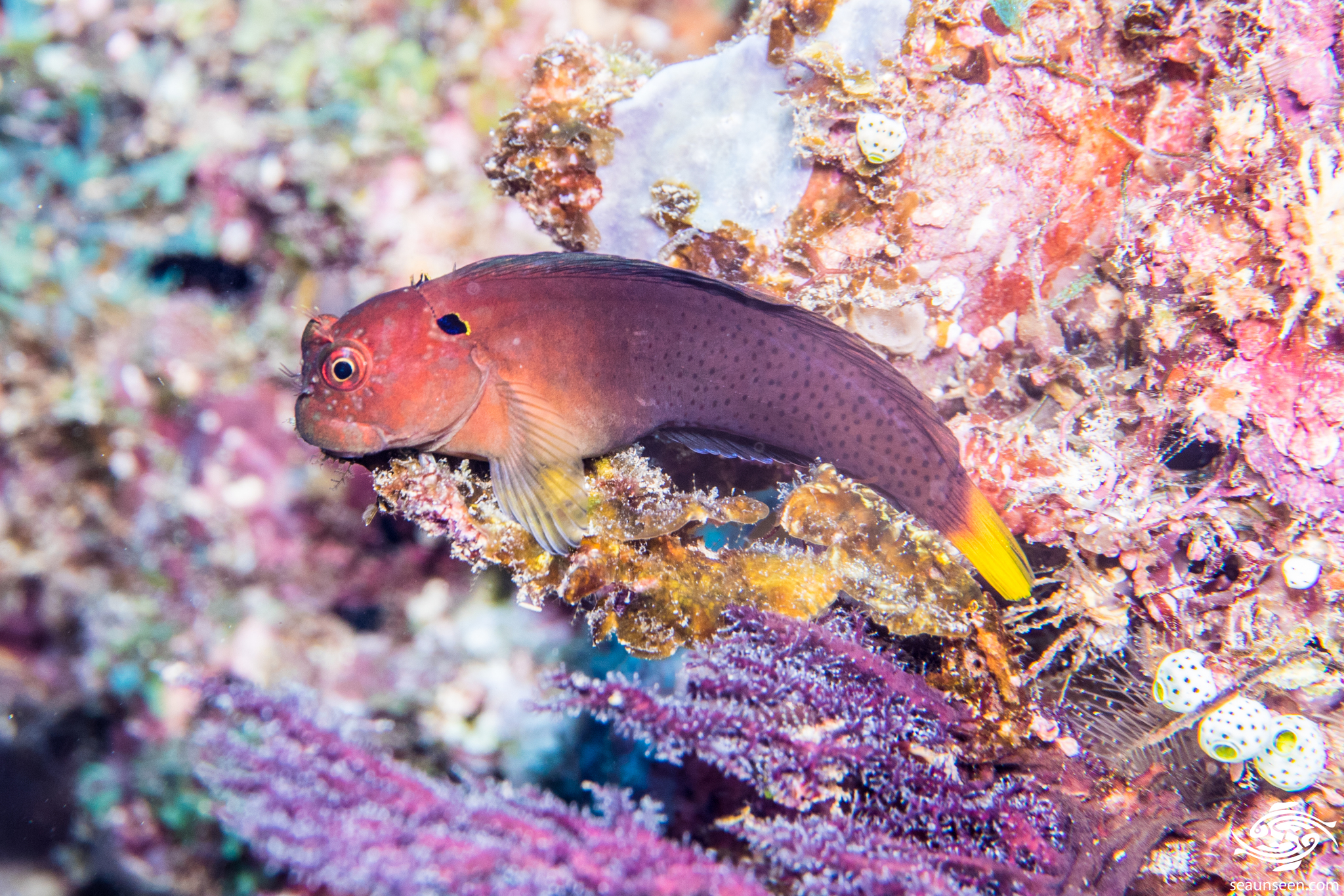 ภาพ ปลาตั๊กแตนหินหางเหลืองตั๊กแตนหิน (Cirripectes heemstraorum)