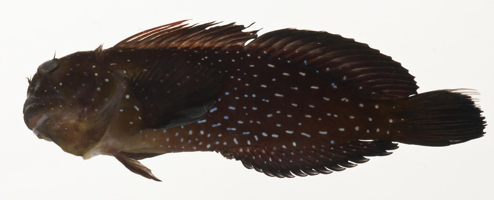 ภาพ ปลาตั๊กแตนหินตั๊กแตนหิน (Cirripectes jenningsi)