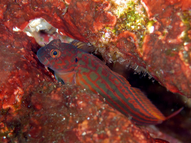 ภาพ ปลาตั๊กแตนหิน kuwamurai (Cirripectes kuwamurai)