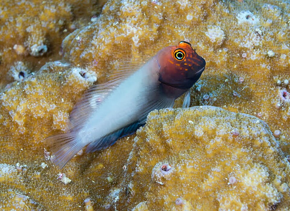 ภาพ ปลาตั๊กแตนหินตั๊กแตนหิน (Cirripectes matatakaro)