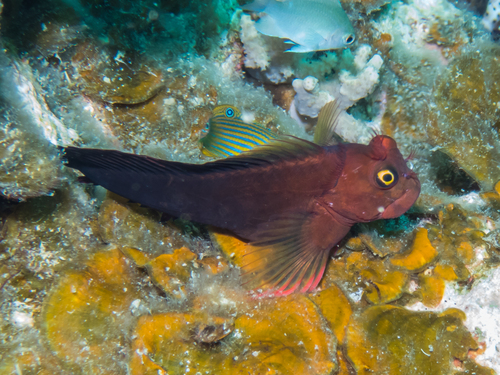 ภาพ ปลาตั๊กแตนหินตั๊กแตนหิน (Cirripectes perustus)