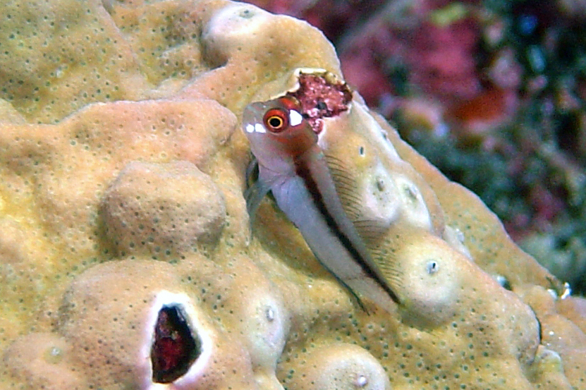 ภาพ ปลาตั๊กแตนหินลายขวางตั๊กแตนหิน (Cirripectes polyzona)