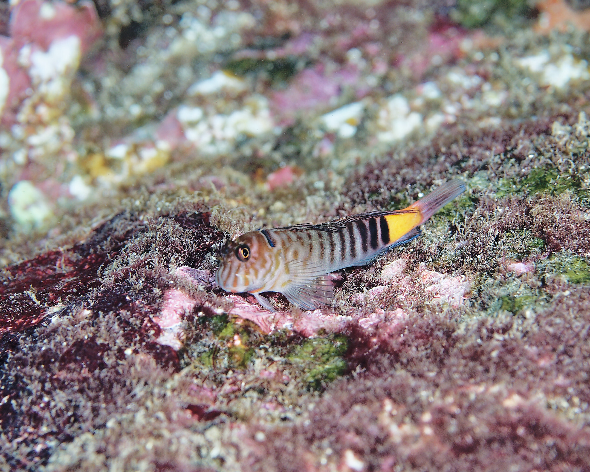 ภาพ ปลาตั๊กแตนหินลายม้าลายตั๊กแตนหิน (Cirripectes quagga)