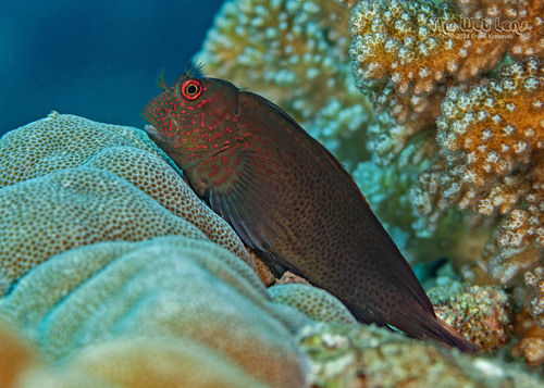 ภาพ ปลาตั๊กแตนหินลายจุดตั๊กแตนหิน (Cirripectes springeri)