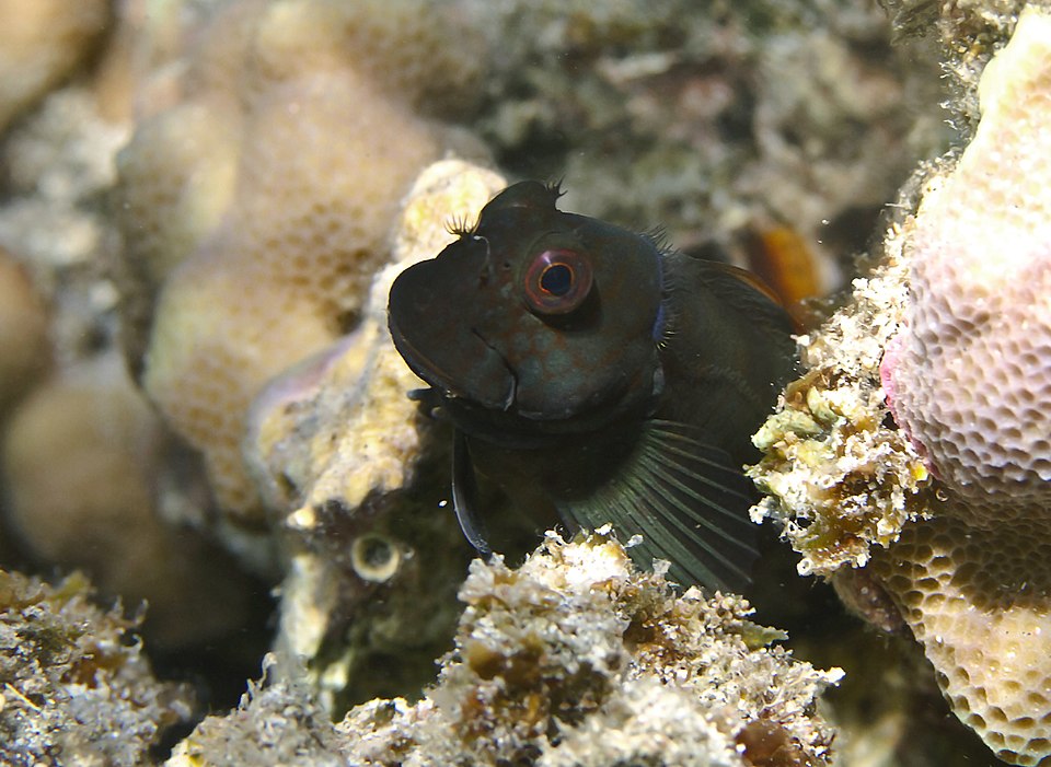 ภาพ ปลาตั๊กแตนหินตั๊กแตนหิน (Cirripectes stigmaticus)