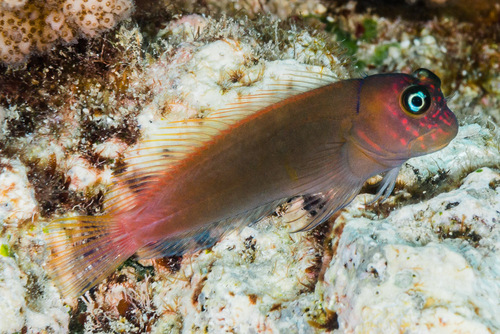 ภาพ ปลาตั๊กแตนหินลายบั้งตั๊กแตนหิน (Cirripectes variolosus)