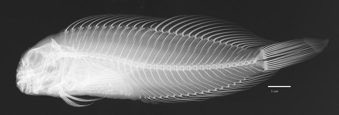 ภาพ ปลาตั๊กแตนหินตั๊กแตนหิน (Cirripectes viriosus)