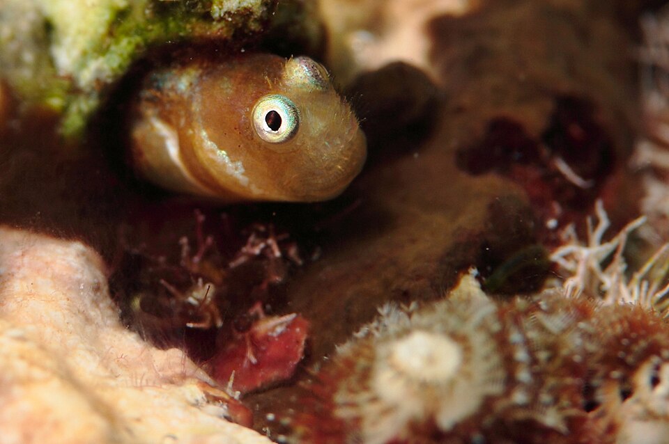 ภาพ ปลาตั๊กแตนหินตั๊กแตนหิน (Cirrisalarias bunares)