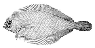 ภาพ ปลา arctifrons (Citharichthys arctifrons)
