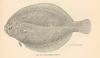 ภาพ ปลา arenaceus (Citharichthys arenaceus)