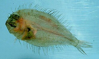 ภาพ ปลา cornutus (Citharichthys cornutus)