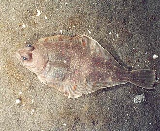 ภาพ ปลา sordidus (Citharichthys sordidus)