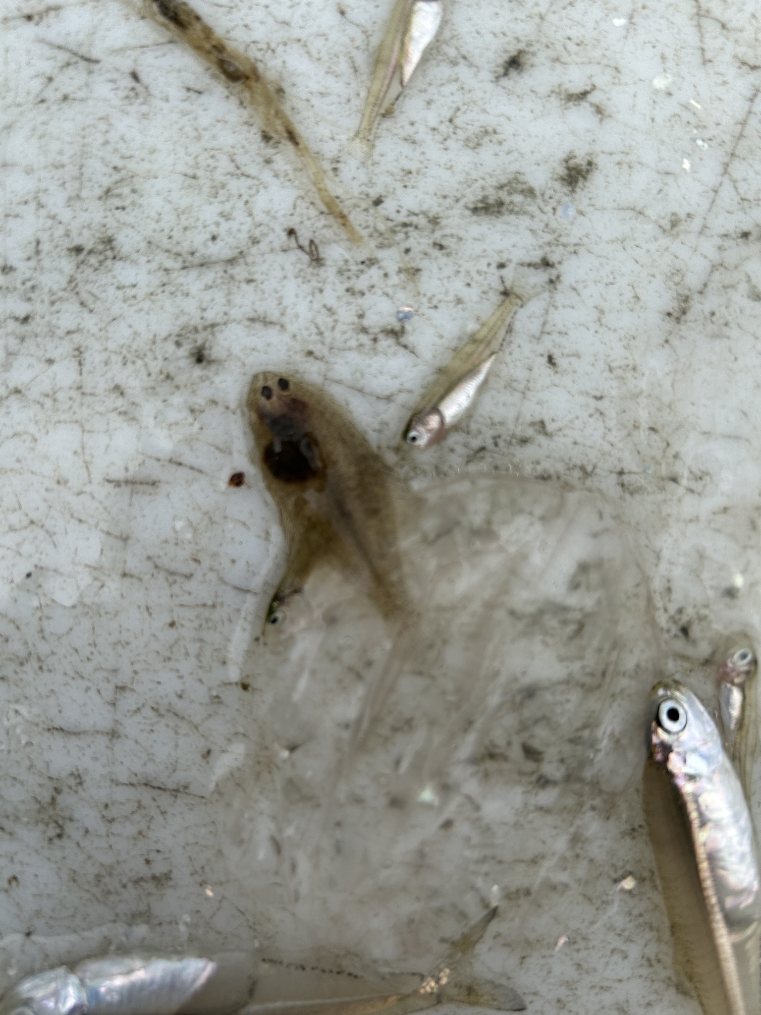 ภาพ ปลา spilopterus (Citharichthys spilopterus)