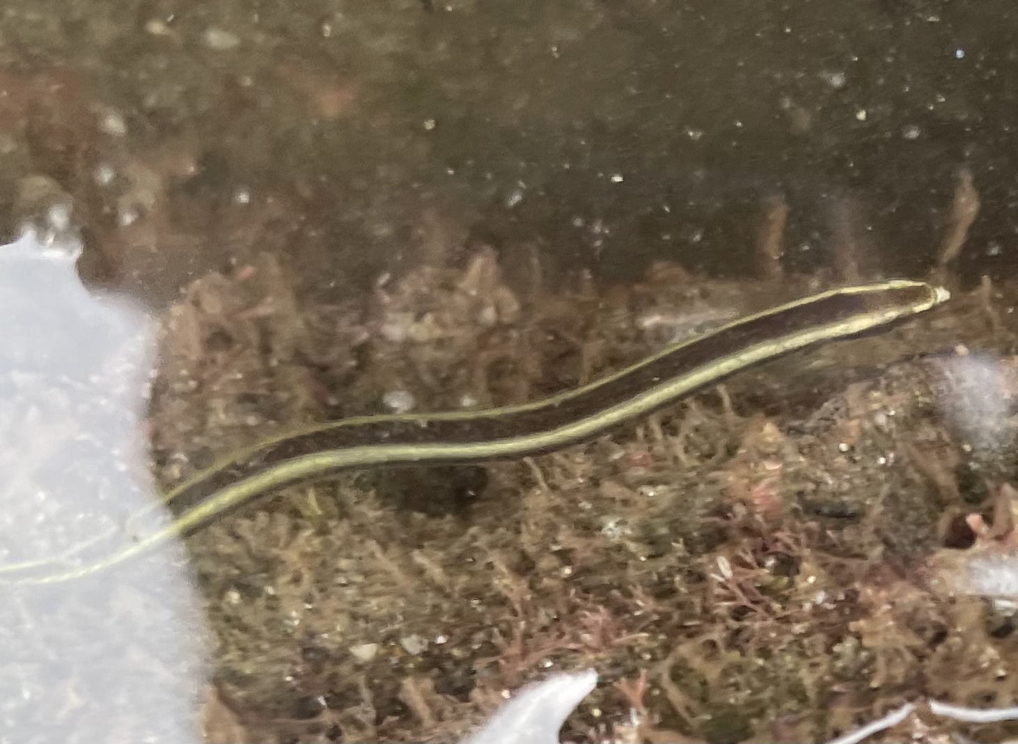 ภาพ ปลาบู่ไฟ bilineatus (Clarkichthys bilineatus)