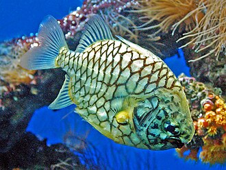 ภาพ ปลา gloriamaris (Cleidopus gloriamaris)