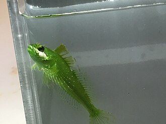 ภาพ ปลา acuticeps (Clinocottus acuticeps)