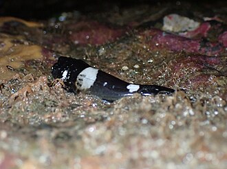 ภาพ ปลา globiceps (Clinocottus globiceps)