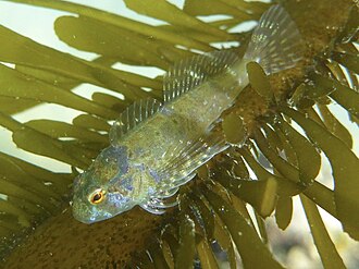 ภาพ ปลา recalvus (Clinocottus recalvus)