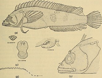 ภาพ ปลา acuminatus (Clinus acuminatus)