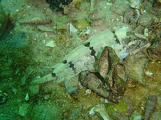 ภาพ ปลา agilis (Clinus agilis)