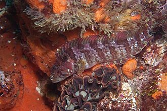 ภาพ ปลา berrisfordi (Clinus berrisfordi)
