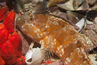ภาพ ปลา musaicus (Clinus musaicus)