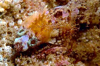 ภาพ ปลา nematopterus (Clinus nematopterus)