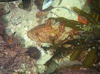 ภาพ ปลา robustus (Clinus robustus)