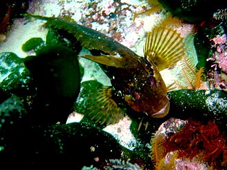 ภาพ ปลา superciliosus (Clinus superciliosus)